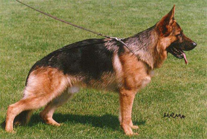 Huppy von Arlett - VA-8 1999