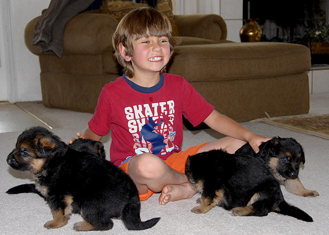 German shepherd puppies with Aidan - Ino and Olanda 2008