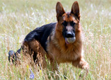 Ino vom ritterberg
