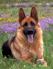 Janara vom St.-Michaels-Berg 2005