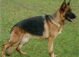 Jule vom Dromlingsrand - import