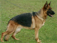 Jule vom Dromlingsrand - import