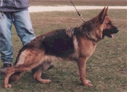 For pedigree, please click the mini banner "Pedigree Search"  on the right navigation menu marked "GSDonline.com"