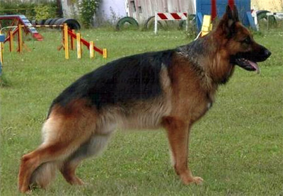 Kendo Oger Schloss SchH3/Kkl1