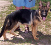 German Shepherd Puppies Breeding Program