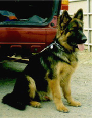 Leo von gunbil