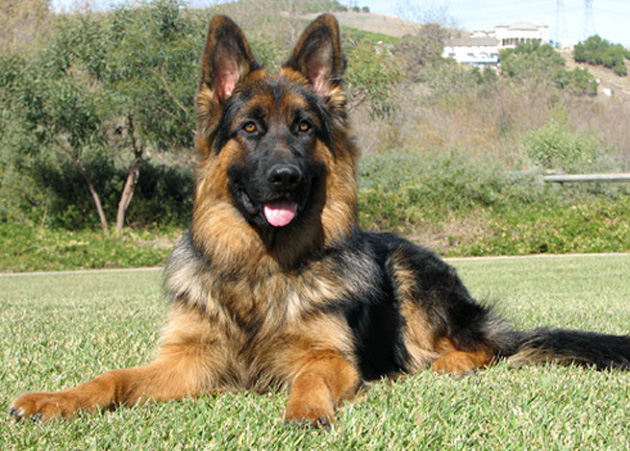 Leo 8 months old