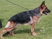 For pedigree, please click the mini banner "Pedigree Search"  on the right navigation menu marked "GSDonline.com"