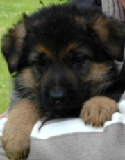 Luca puppy