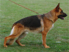 Maffay von der Wilhelmswarte - Pose