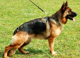 Maja