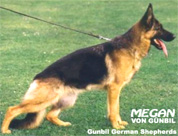 German shepherd female: Megan von Gunbil