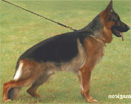 German shepherd stud male