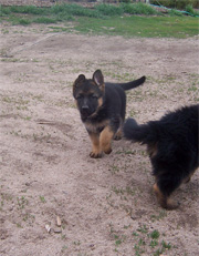 Female Puppy Owner: John