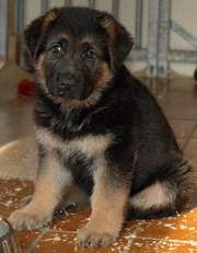 Puppy from Orbit