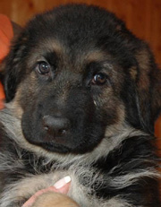 Orbit import puppy