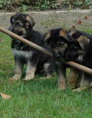 Orbit Puppies 2006