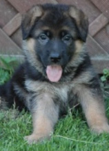 German shepherd puppy