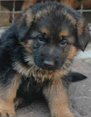 German shepherd puppy with masculine head