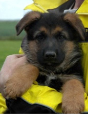 Gunbil German Shepherd puppies