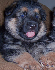 Puppy Marlo/Lissa 2005