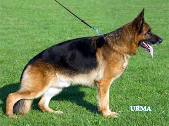 Pakros D' Ulmental