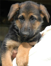 Pakros Male Puppy June 2006