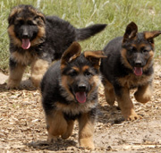 Palma's puppies 2007