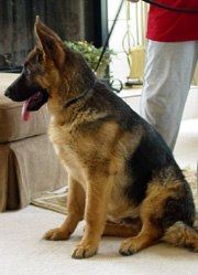 Ready to explore, German shepherd dog.