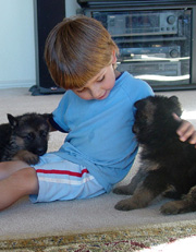 German shepherd trainer - a young boy!
