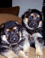 German shepherd puppies