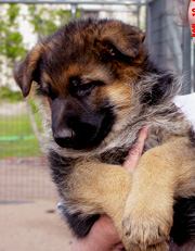German shepherd puppies with correct body st ructure