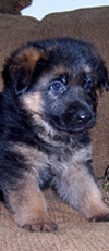 Gunbil German shepherd puppies (Amigo)