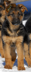 Ino - German shepherd import puppy