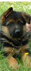 Imported German shepherd puppies