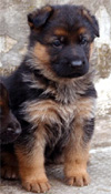 German shepherd puppies, wow!!