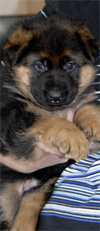 German shepherd puppies, Cezar