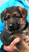 German shepherd puppies, with a massive stud type head!!