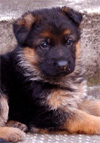 German shepherd puppies with an excellent head.