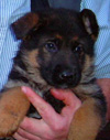 Wow!!, Super German shepherd puppies