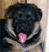 Super mask on the German shepherd puppies