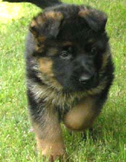 Gunbil German Shepherd puppy: Quax