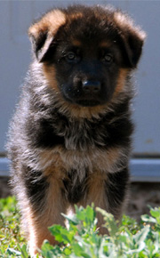 Amigo and Enschi puppy 2006 (Santana)