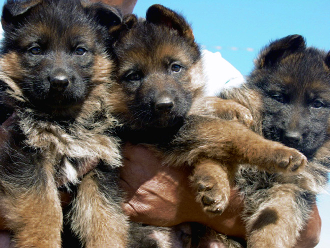 EIKA AND ZORRO PUPPIES 2005