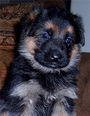 Marlo/Lisa puppy