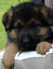 Campino puppy
