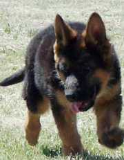 Puppy in motion