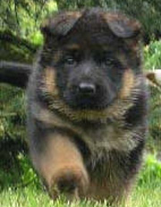 Our Puppies: German Shepherd puppy in the yard (Quartz).
