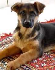 Gunbil puppy