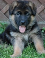 Gunbil Puppies: Marko
